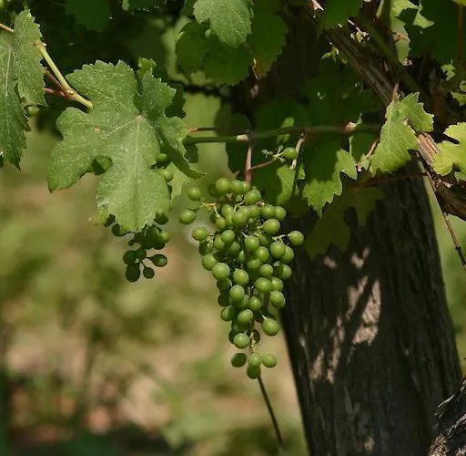 Kolpingsfamilie Poysdorf